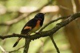 Paruline flamboyante (American Redstart)