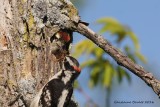 Pic mineur (Downy Woodpecker) 