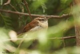 Troglodyte de caroline (Carolina Wren)