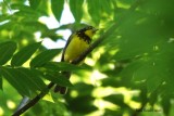 Paruline du Canada (Canada Warbler)