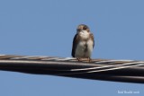 Hirondelle de rivage (Bank Swallow)