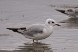 Mouette de Bonaparte (Bonapartes Gull)