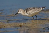 Bcasseau sanderling (Sanderling)