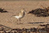 Bcasseau de Baird (Bairds Sandpiper)