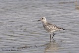 Pluvier argent (Black-bellied Plover)