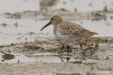 Bcasseau variable (Dunlin)