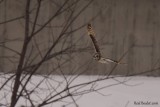 Hibou des marais Short-eared Owl