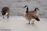 Bernache du Canada (Canada Goose)