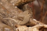 Roselin familier (House Finch)