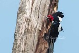 Red Headed Woodpecker Take-Off .jpg