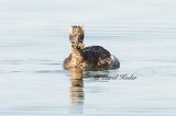 Horned Grebe with Food 
