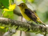 Female Scarlet Tanager