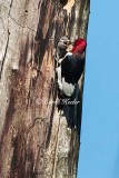 Red Headed Woodpecker Feeding Young 