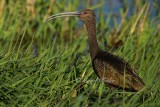 White-Faced Ibis Vocalizing 