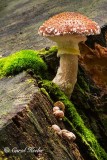 Fungus Growing 