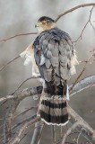 Coopers Hawk All Fluffed Up 
