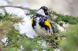 Yellow Rumped Warbler 