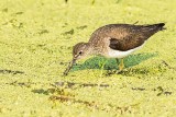 Spotted Sandpiper Foraging 