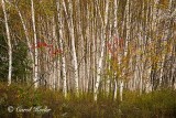 Birches