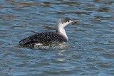 Red Thoated Loon 