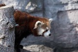 Young Red Panda 