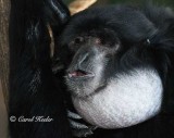 Siamang Whooping It Up