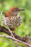 Brown Thrasher