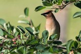 Cedar Waxwing Posing