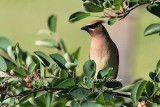 Cedar Waxwing Posing 