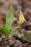 Trout Lily 