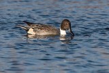 Male Pintail 