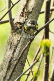 Yellow Rump Warbler 