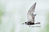 Black Tern 2 