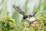 Eastern Kingbird 