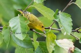 Yellow Warbler Gleaning Insects 
