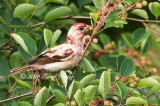 Leucistic Purple Finch