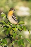First Year Baltimore Oriole 