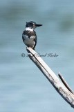 Kingfisher Waiting 