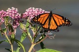 Monarch and Bee 
