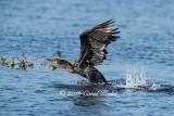 Cormorant Take-Off 