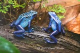 Blue Poison Dart Frogs 