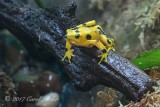 Yellow Poison Dart Frog 