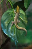 Gecko on Leaf 