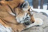 Napping Amur Tiger