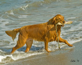 BEACH DOGS  IMG_3131 