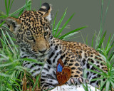 JAGUAR CUB (Panthera onca) IMG_0140 72ppi.jpg