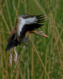 BLACK-BELLIED WHISTLING DUCK  IMG_4146 