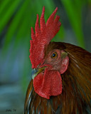 ROOSTER (Gallus domesticus)  IMG_4467 