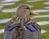 MOTTLED DUCK  IMG_5789 