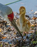 SANDHILL CRANE CHICK IMG_6435 